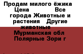 Продам милого ёжика › Цена ­ 10 000 - Все города Животные и растения » Другие животные   . Мурманская обл.,Полярные Зори г.